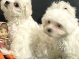 Petmode Köpek Çiftliğinden 0 Numara Maltese Terrier