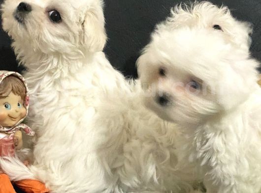Petmode Köpek Çiftliğinden 0 Numara Maltese Terrier görsel