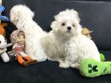Petmode Köpek Çiftliğinden 0 Numara Maltese Terrier
