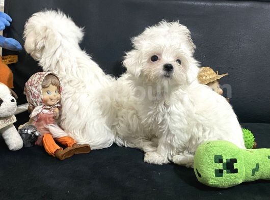 Petmode Köpek Çiftliğinden 0 Numara Maltese Terrier görsel