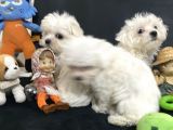 Petmode Köpek Çiftliğinden 0 Numara Maltese Terrier