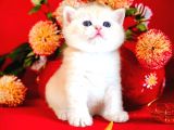 British shorthair golden bebek