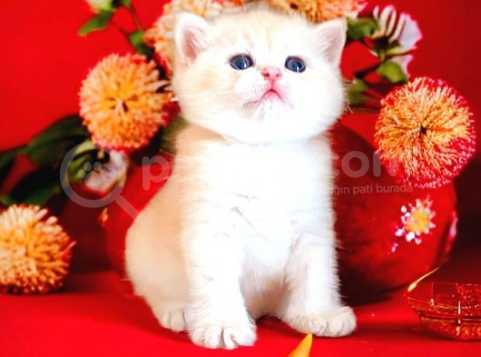 British Shorthair Golden Bebek
