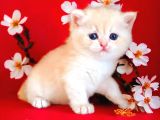 British Shorthair Golden Bebek