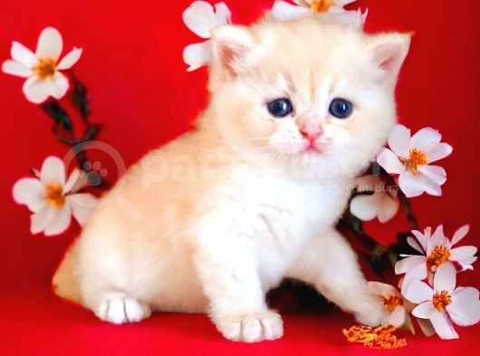 British Shorthair Golden Bebek görsel