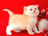 British Shorthair Golden Bebek
