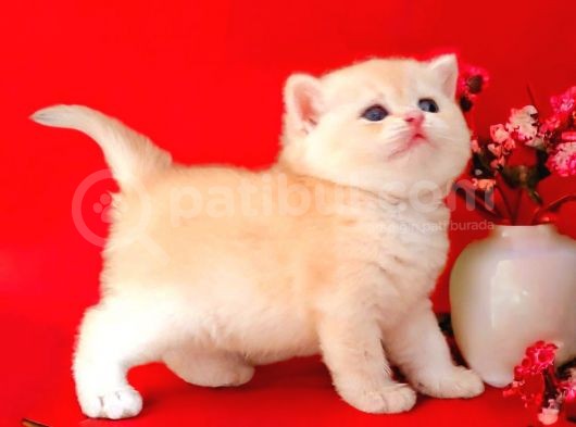 British Shorthair Golden Bebek görsel