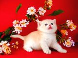 British Shorthair Golden Bebek
