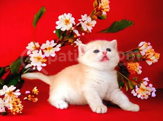 British Shorthair Golden Bebek görsel