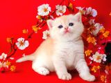 British Shorthair Golden Bebek