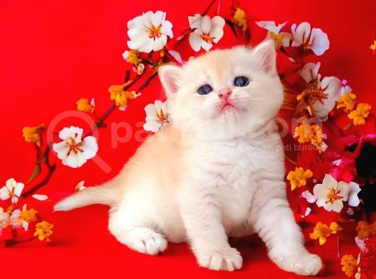 British Shorthair Golden Bebek görsel