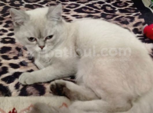 Scotish Fold 3 Aylık Dişi görsel