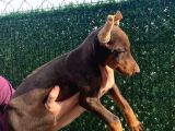 KİNG KIZIL DOBERMAN
