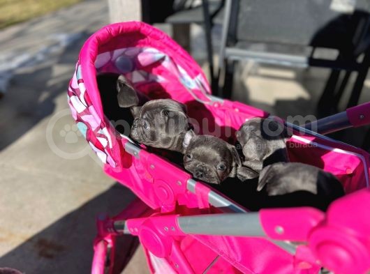 Petmode Köpek Çiftliğinden Blue French Bulldog Yavrular görsel