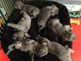 Petmode Köpek Çiftliğinden Blue French Bulldog Yavrular