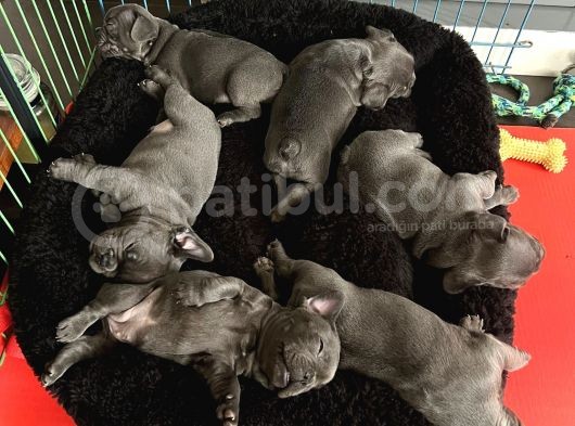 Petmode Köpek Çiftliğinden Blue French Bulldog Yavrular görsel