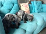 Petmode Köpek Çiftliğinden Blue French Bulldog Yavrular