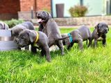 Sağlıklı Özel Irk Cane Corsa Blue Yavrularım