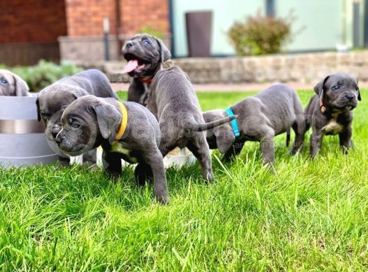 Sağlıklı Özel Irk Cane Corsa Blue Yavrularım görsel
