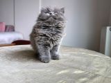 Özel Safkan Bri̇ti̇sh Kedi̇leri̇mi̇z Tesli̇me Hazirdir