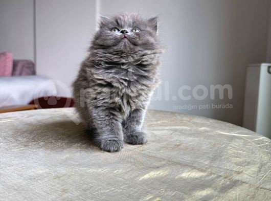 Özel Safkan Bri̇ti̇sh Kedi̇leri̇mi̇z Tesli̇me Hazirdir görsel