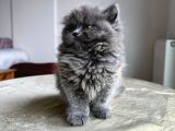 ÖZEL SAFKAN BRİTİSH KEDİLERİMİZ TESLİME HAZIRDIR