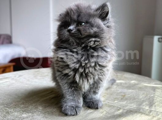 Özel Safkan Bri̇ti̇sh Kedi̇leri̇mi̇z Tesli̇me Hazirdir