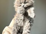 Özel Safkan Bri̇ti̇sh Kedi̇leri̇mi̇z Tesli̇me Hazirdir