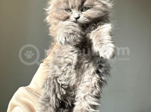 Özel Safkan Bri̇ti̇sh Kedi̇leri̇mi̇z Tesli̇me Hazirdir görsel