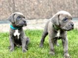 Sağlıklı özel ırk cane corsa blue yavrularım