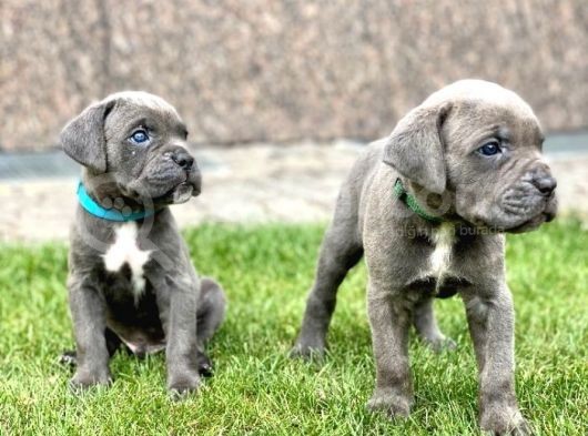 Sağlıklı Özel Irk Cane Corsa Blue Yavrularım