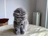 Özel Safkan Bri̇ti̇sh Kedi̇leri̇mi̇z Tesli̇me Hazirdir