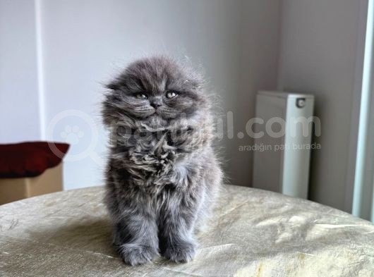 Özel Safkan Bri̇ti̇sh Kedi̇leri̇mi̇z Tesli̇me Hazirdir görsel