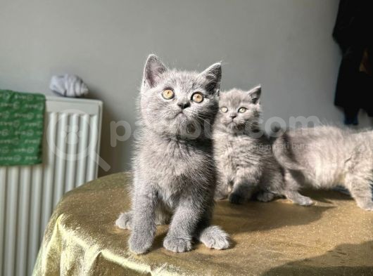 55 Günlük Safkan Bri̇ti̇sh Yavrularimiz görsel