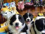 Dunyani̇n En Zeki̇ Irki Border Collie