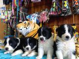 Dunyani̇n En Zeki̇ Irki Border Collie