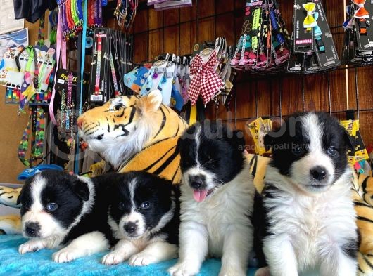 Dunyani̇n En Zeki̇ Irki Border Collie görsel