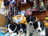 Dunyani̇n En Zeki̇ Irki Border Collie