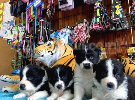 Dunyani̇n En Zeki̇ Irki Border Collie görsel