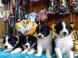 Dunyani̇n En Zeki̇ Irki Border Collie