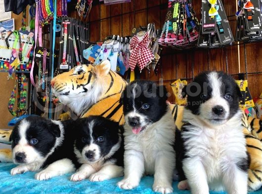 Dunyani̇n En Zeki̇ Irki Border Collie görsel