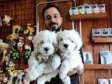 Bembeyaz Maltese Terri̇er 0 Numara