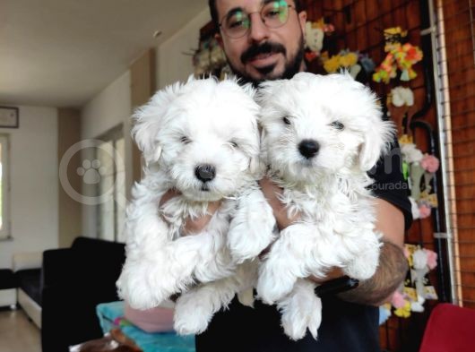 Bembeyaz Maltese Terri̇er 0 Numara görsel