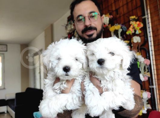 Bembeyaz Maltese Terri̇er 0 Numara görsel