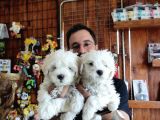Bembeyaz Maltese Terri̇er 0 Numara