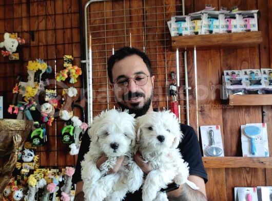 Bembeyaz Maltese Terri̇er 0 Numara görsel