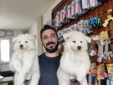 Ayi̇ Yavrusu Samoyed A Kali̇te Irk