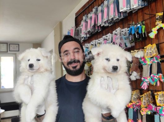 Ayi̇ Yavrusu Samoyed A Kali̇te Irk görsel