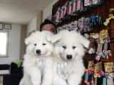 Ayi̇ Yavrusu Samoyed A Kali̇te Irk