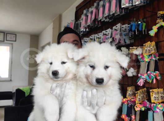 Ayi̇ Yavrusu Samoyed A Kali̇te Irk görsel